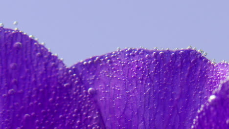 primer plano del pétalo de la flor púrpura con gotas y burbujas de agua