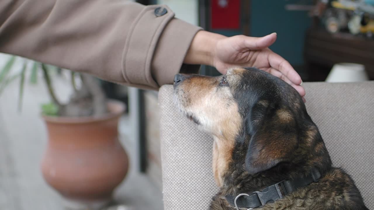 Dog being petted by a person