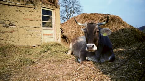 vaca marrón sentada en la hierba en la granja