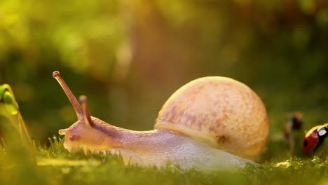 Close-up wildlife of a snail and ladybug in the sunset sunlight.