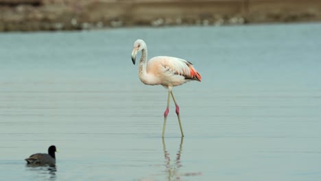 Ein-Flamingo-Auf-Seichtem-Wasser