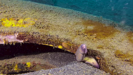 two white-eyed moray eels - a bigger and a small one - live together in an old car tire that is overgrown with algae on sandy seabed in indo-pacific