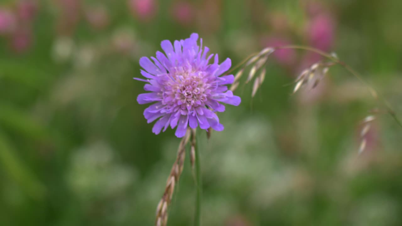 primer plano de una hermosa flor morada sobre fondo verde