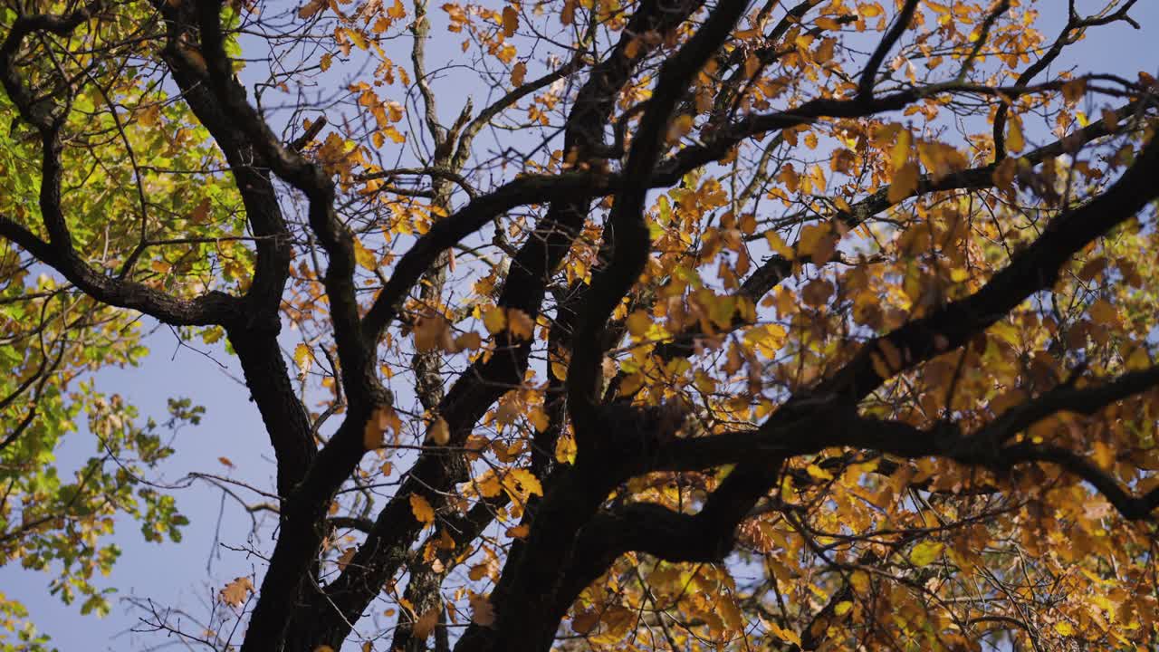 The blue sky is seen through the tree crowns