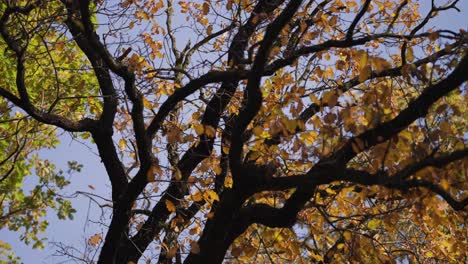 the blue sky is seen through the tree crowns