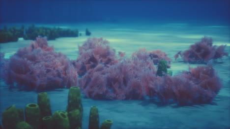 Purple-and-pink-soft-corals-and-red-sponges