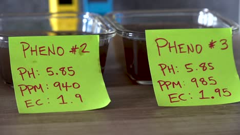 germinación de agua - germinación de semillas de cannabis feno en un recipiente con agua y etiquetas