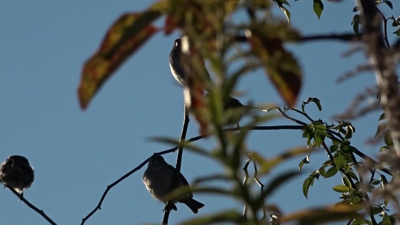 Bird Tempelhof Flughafen Berlin Germany HD 7 sec.mp4