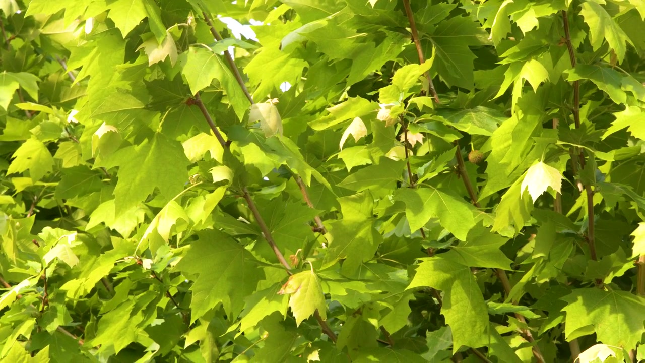 Statisk mellomskudd av livlige Platanus-blader som blafrer under sterkt naturlig sommersollys.