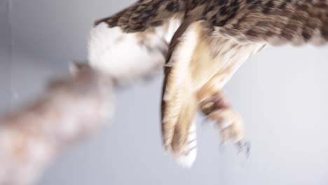 owl jumps from one branch to another