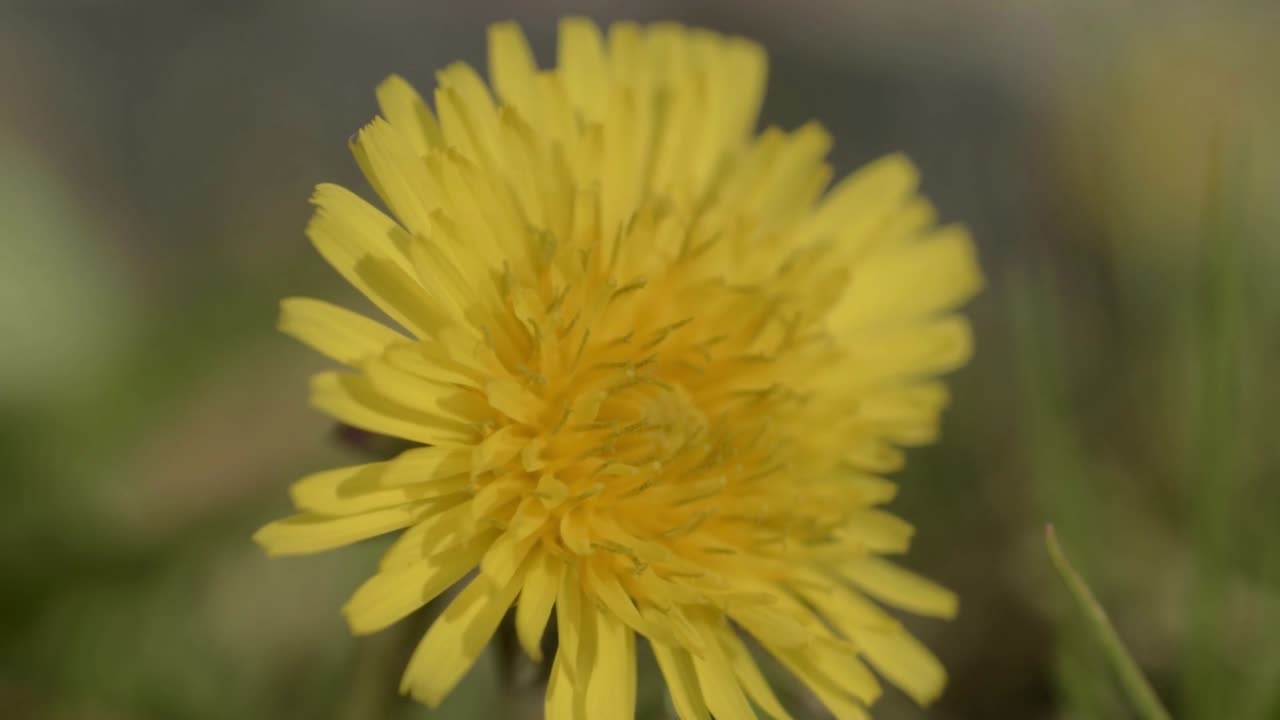 바람에 날리는 민들레