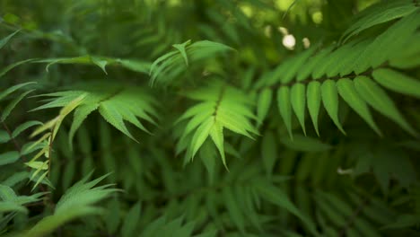 lush green tree fern leaves in tropical jungle, rainforest plant