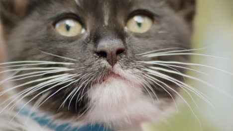 gatito en cámara lenta lamiendo sus labios y mirando hacia arriba, con una expresión detallada y curiosa con bigotes brillantes