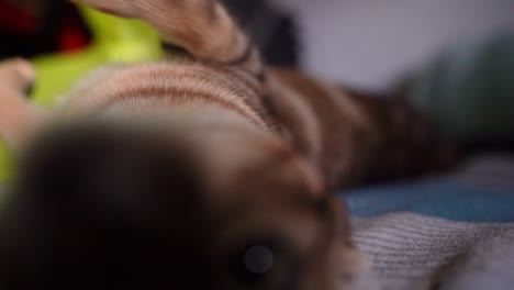 golden tabby bengal cat attacking the camera whilst laying on a bed