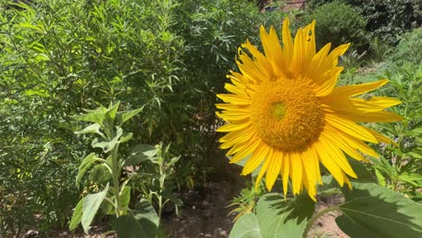 girasoles amarillos brillantes en el campo