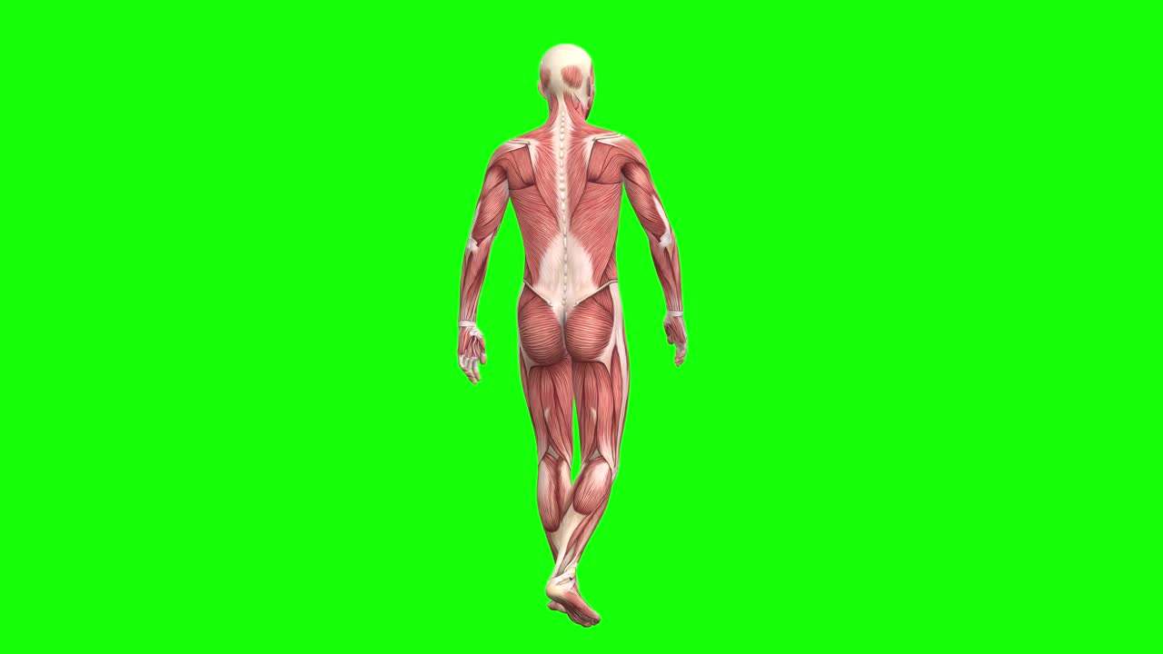 3d male muscles anatomy walking and rotating 360 on green screen ...