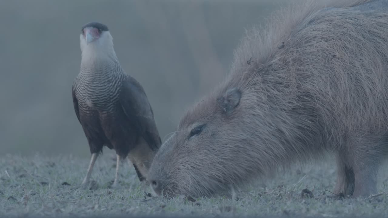 카피바라 근처의 카라카라가 몸의 협력을 통해 진드기를 찾고 있습니다.