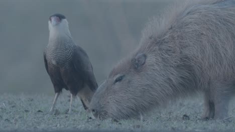 カピバラの近くで体を協力してダニを探しているカラカラ