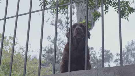 perro marrón ladrando detrás de la valla