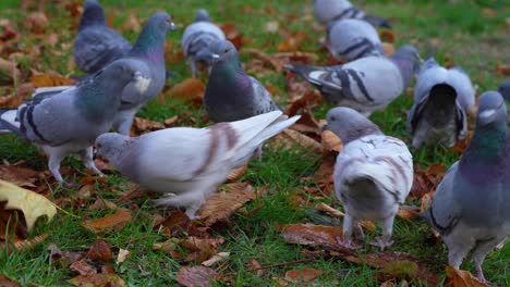 palomas hambrientas en bandada comiendo migas de pan caídas en un prado en otoño