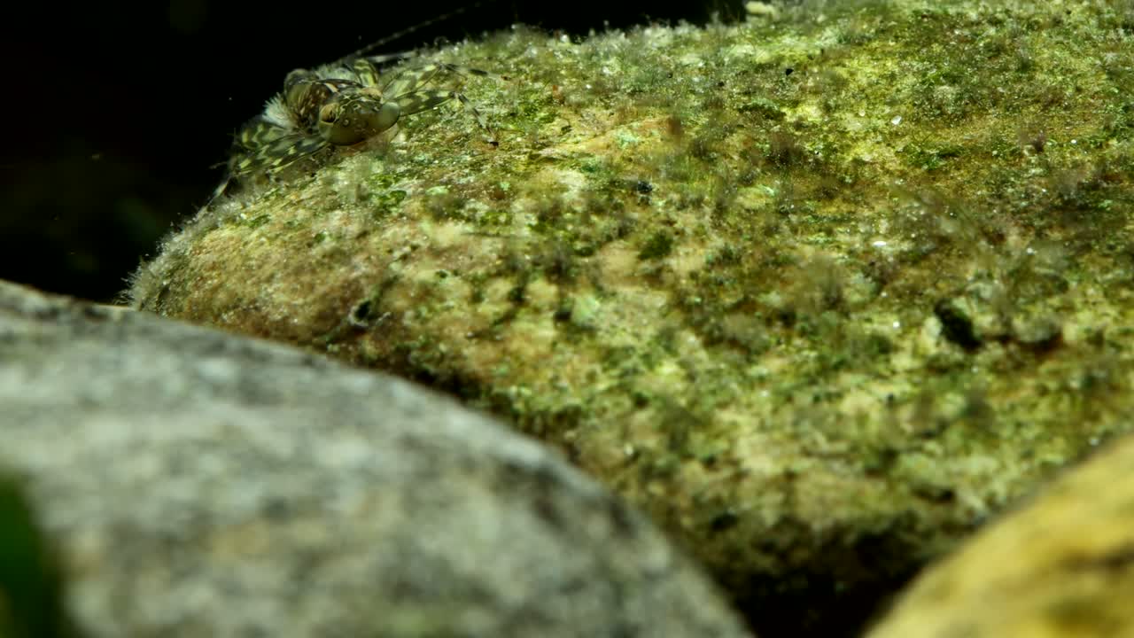 Mayfly clinger nymph (Cinygma sp.) underwater, crawling behind a rock in a trout stream, macro close-up