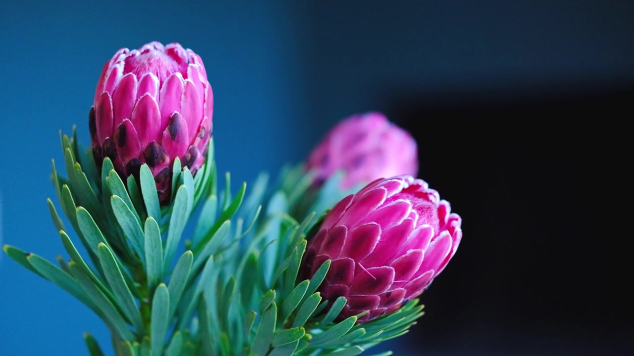 Stunning pink proteas against a dark background