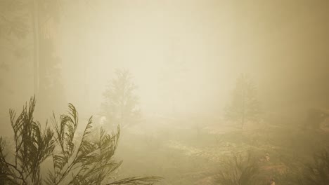autumn forest and trees in morning fog