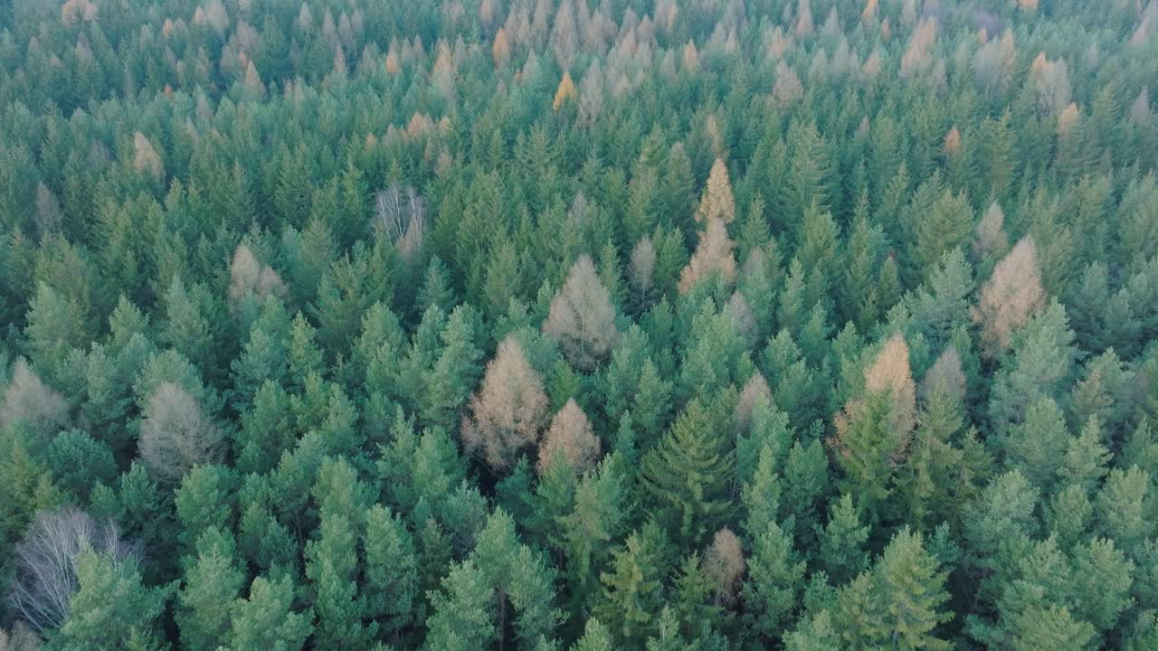Green coniferous trees being prepared for felling and selling as Christmas trees
