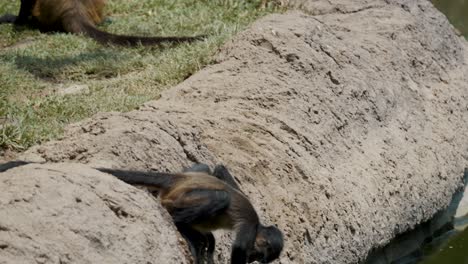 juvenile ateles geoffroyi trying to pick up the stick on the water while its tail clinging on the rock - close up