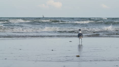 Eine-Möwe-Steht-Am-Strand-Und-Beobachtet,-Wie-Die-Wellen-Auf-Den-Sand-Schlagen