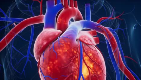 a detailed exploration of the human heart's anatomy and structure highlighting blood vessels and organic functions in an artistic 3d representation