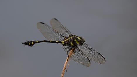 the common flangetail dragonfly is commonly seen in thailand and asia