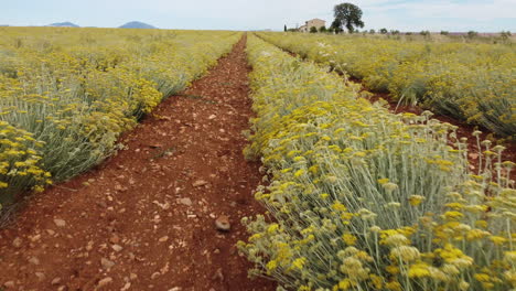 Helichrysum-Italicum-or-curry-plant-agriculture-cultivation-aerial-view