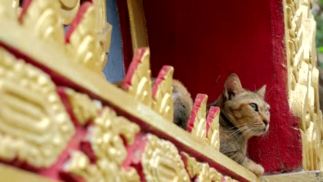 cute stray cat in buddhist temple in thailand.