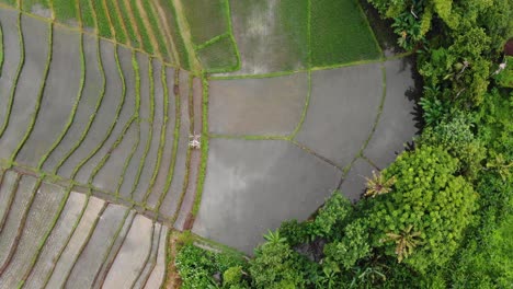 Hermoso-Y-Vívido-Clip-De-Descripción-General-De-Arrozales-Balineses-Inundados-Ricos-Campos-De-Arroz-Y-Exuberante-Vegetación-En-Canggu