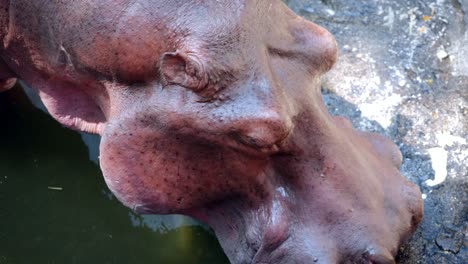 close-up of a hippopotamus eating and drinking in a pond in captivity at the chiang mai zoo in chiang mai, thailand