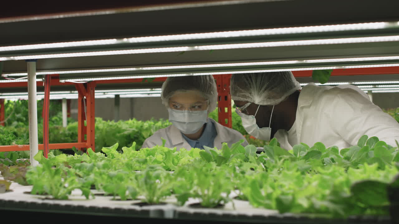 Agroengineers Examining Seedlings In Vertical Farm