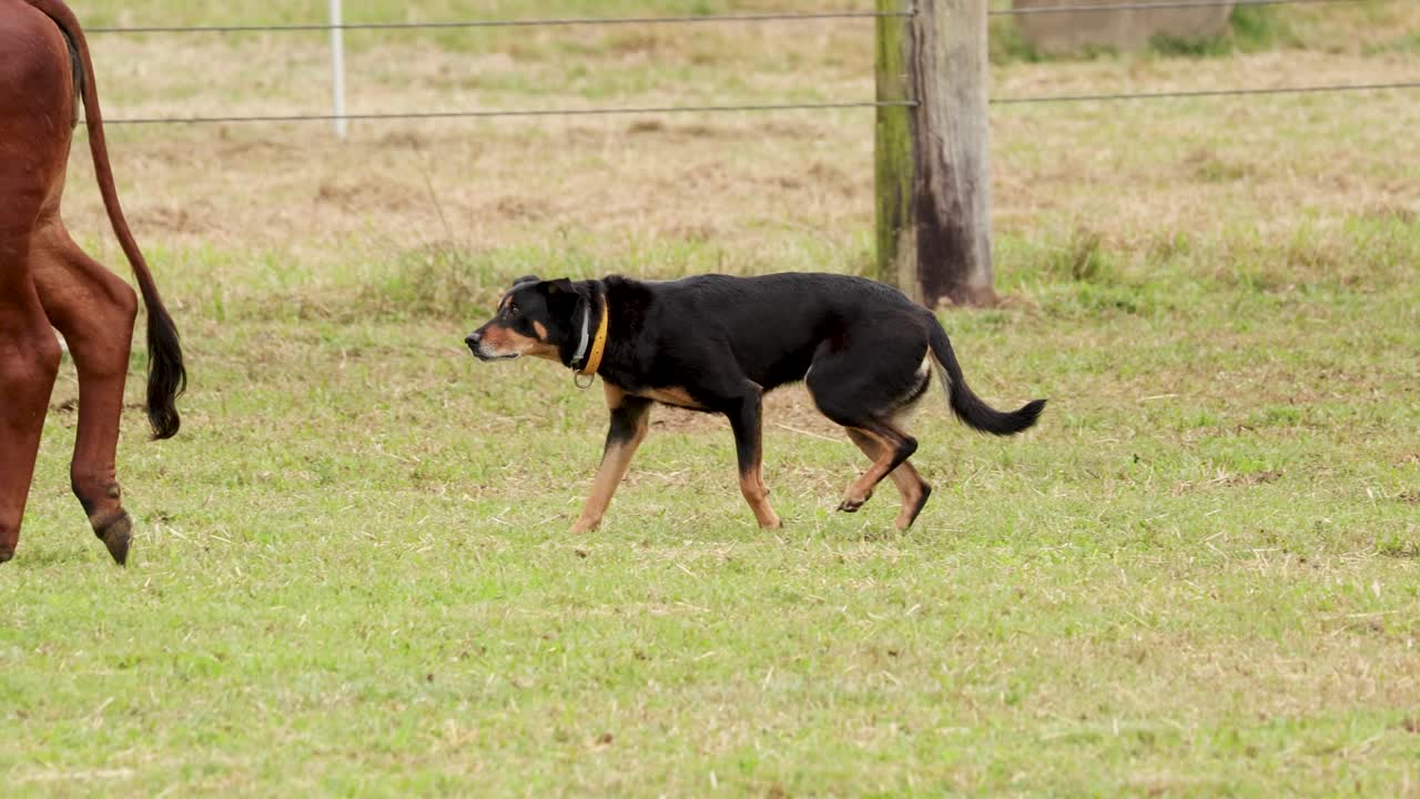 A cattle dog skillfully herds livestock in a grassy rural setting, demonstrating agility and focus under natural lighting