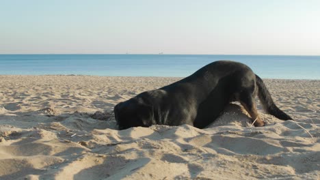 Playful-dog-digging-in-the-beach-sand-on-a-sunny-day