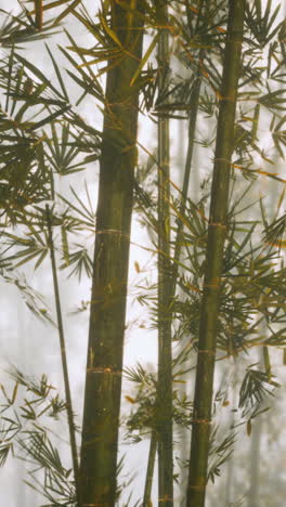 foggy bamboo forest