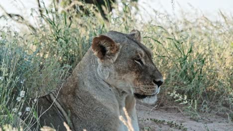 a lioness resting in the shade and long grass in the kalahari with a soft breeze blowing