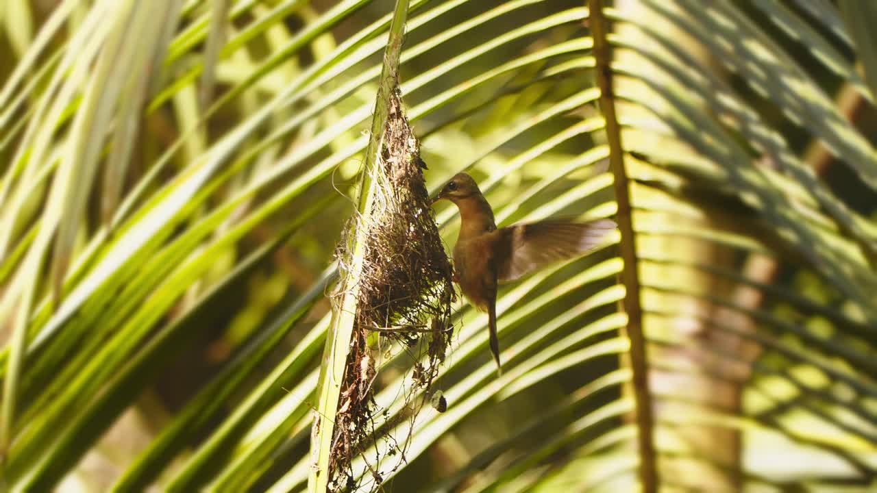plano general de un colibrí ermitaño alimentando a su polluelo mientras se cierne en la entrada del nido