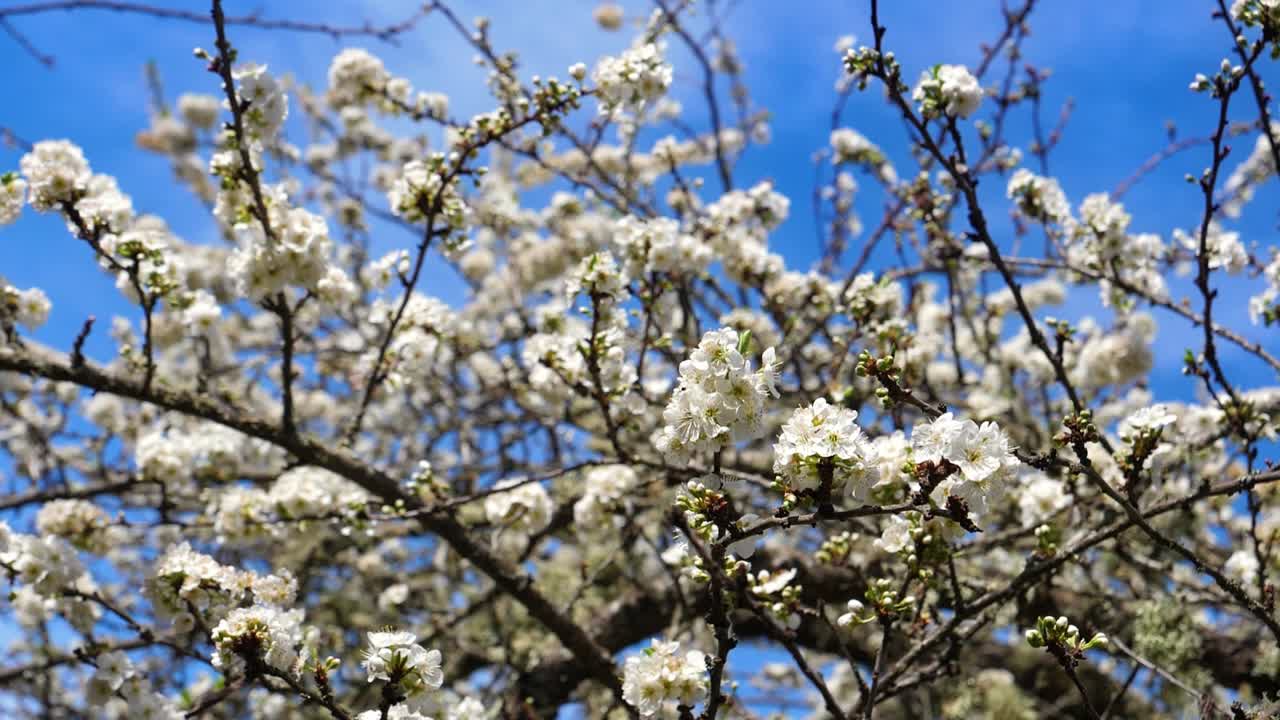 Ciliegio con rami fioriti e cielo blu sullo sfondo in primavera