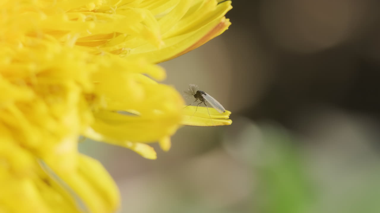 Flyvende insekt som spiser på en gul løvetannblomst på en solrik dag med bokeh-bakgrunn.
