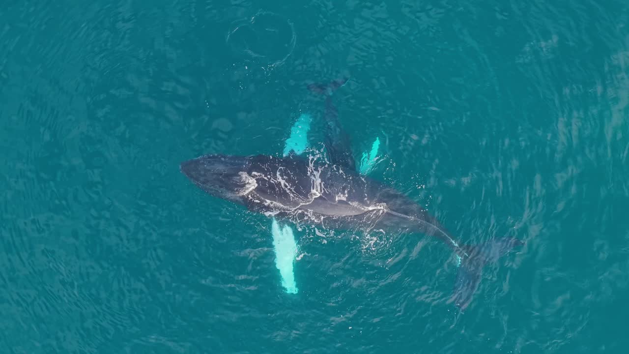 A mother humpback whales rests on surface while young baby calf swims around and underneath her in beautiful nature bonding scene captured with drone in ecuador's coastline in pacific ocean