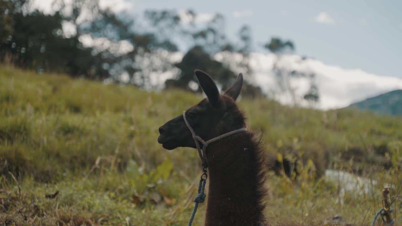 llama en un campo en la región andina de américa del sur - cerrar