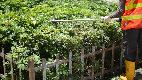 a worker from the municipality cutting leaves