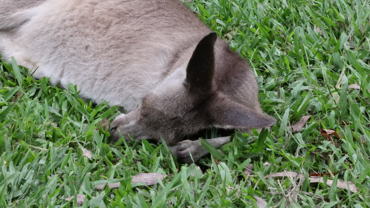 Kangaroo relaxes and grooms on a grassy field