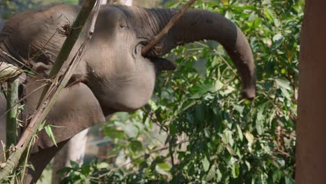 Closeup-shot-of-Elephant-chewing-tree-branch-in-the-forest,-Slow-motion