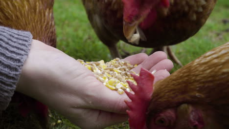 Close-up-of-chickens-eating-grain-from-a-hand